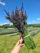 Load image into Gallery viewer, Organic Lavender Bunch