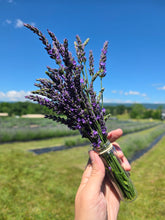 Load image into Gallery viewer, Organic Lavender Bunch